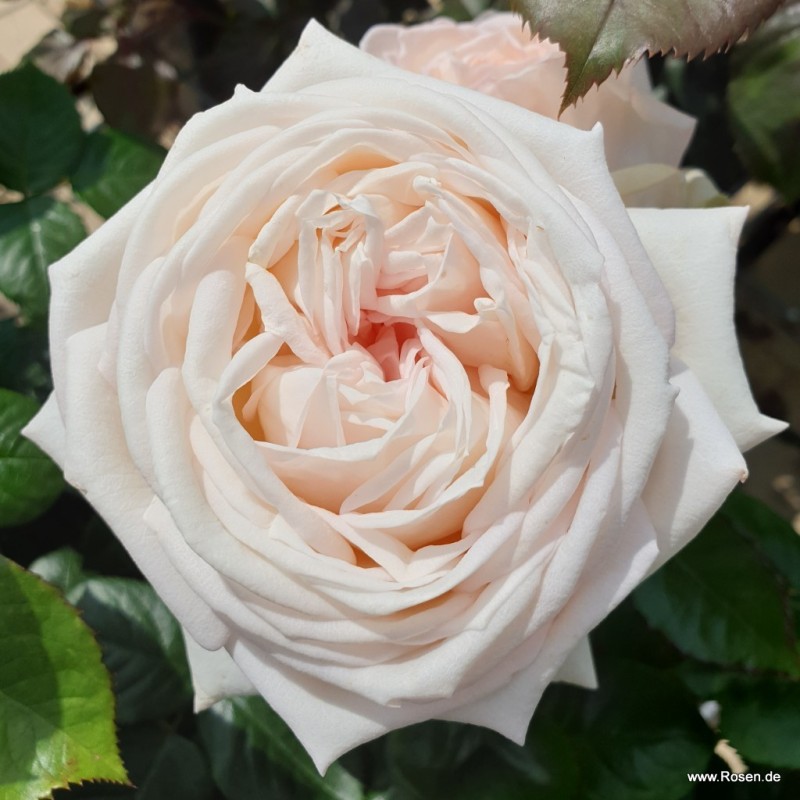 Rožė - Rosa MADAME ANISETTE ®