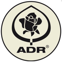 Rožė - Rosa LAVENDER DREAM