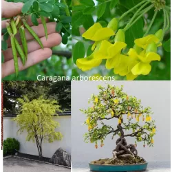 Paprastoji karagana (geltonasis žirnmedis) - Caragana arborescens