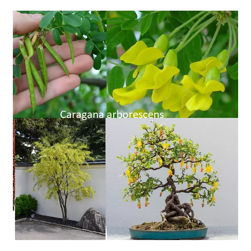 Paprastoji karagana (geltonasis žirnmedis) - Caragana arborescens