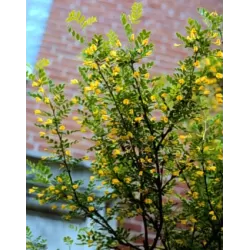 Paprastoji karagana (geltonasis žirnmedis) - Caragana arborescens