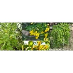 Paprastoji karagana (geltonasis žirnmedis) - Caragana arborescens