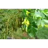 Caragana arborescens C2/C4 50-100CM