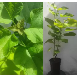 Paprastoji katalpa - Catalpa bignonioides