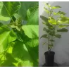 Paprastoji katalpa - Catalpa bignonioides