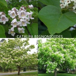 Paprastoji katalpa - Catalpa bignonioides