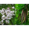 Paprastoji katalpa - Catalpa bignonioides