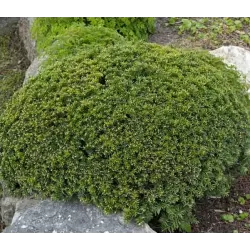 Tarpinis kukmedis 'Densiformis' - Taxus x media 'Densiformis'