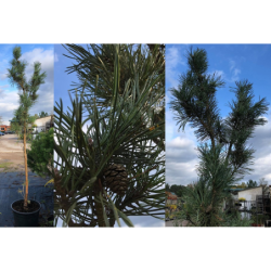 Pinus sylvestris Fastigiata P45C45 225CM