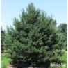 Pinus sylvestris NORSKE TYP