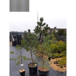 Paprastoji pušis - Pinus sylvestris TABULIFORMIS