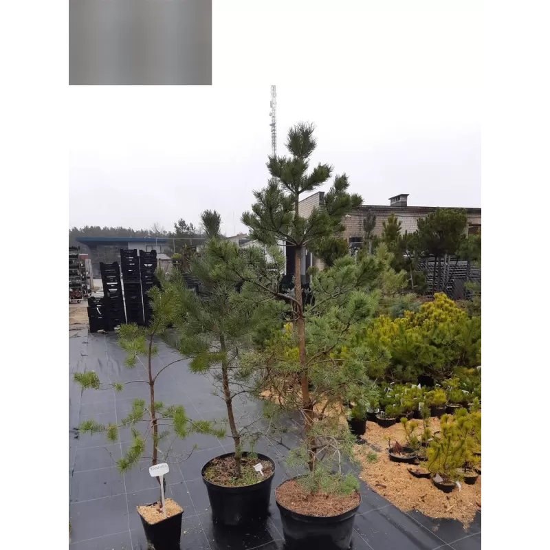 Garden plants/Trees/Flowers/ web-shop