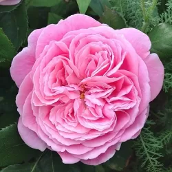 Rosa ROSENGRAVIN MARIE HENRIETTE®