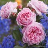 Rožė - Rosa ROSENGRAVIN MARIE HENRIETTE ®