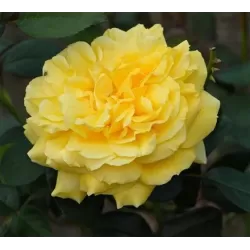Rožė - Rosa GINA LOLLOBRIGIDA ®