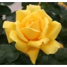 Rožė - Rosa GINA LOLLOBRIGIDA ®