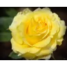 Rožė - Rosa GINA LOLLOBRIGIDA ®