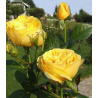 Rožė - Rosa GINA LOLLOBRIGIDA ®