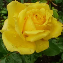 Rožė - Rosa GINA LOLLOBRIGIDA ®