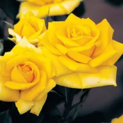 Rožė - Rosa GINA LOLLOBRIGIDA ®