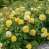 Rožė - Rosa The POETS WIFE ®