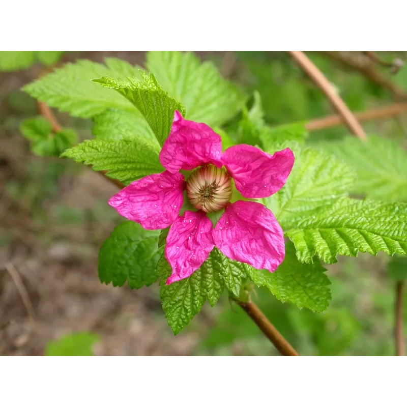 Puošnioji avietė - Rubus spectabilis (Salmonberry) P9 C0.5 užsakymas 2026 m.