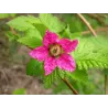 Puošnioji avietė - Rubus spectabilis (Salmonberry) P9 C0.5 užsakymas 2026 m.