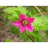 Puošnioji avietė - Rubus spectabilis (Salmonberry) P9 C0.5