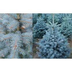 Dygioji eglė - Picea pungens SUPER BLUE