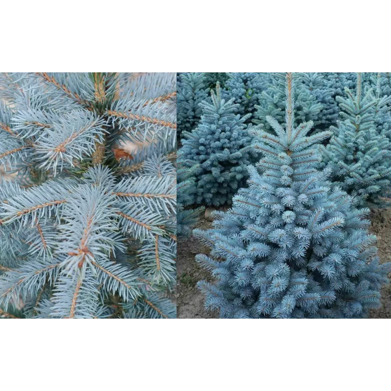 Dygioji eglė - Picea pungens SUPER BLUE