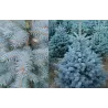 Dygioji eglė - Picea pungens SUPER BLUE