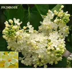 Alyvos geltonžiedės - PRIMROSE