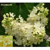 Syringa vulgaris PRIMROSE