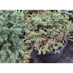Picea pungens WALBRUND C40-C60 40-50CM W60-70CM