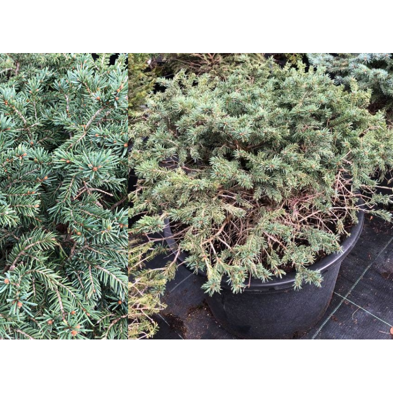 Dygioji eglė - Picea pungens WALBRUND