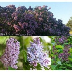 Alyvos - Syringa vulgaris