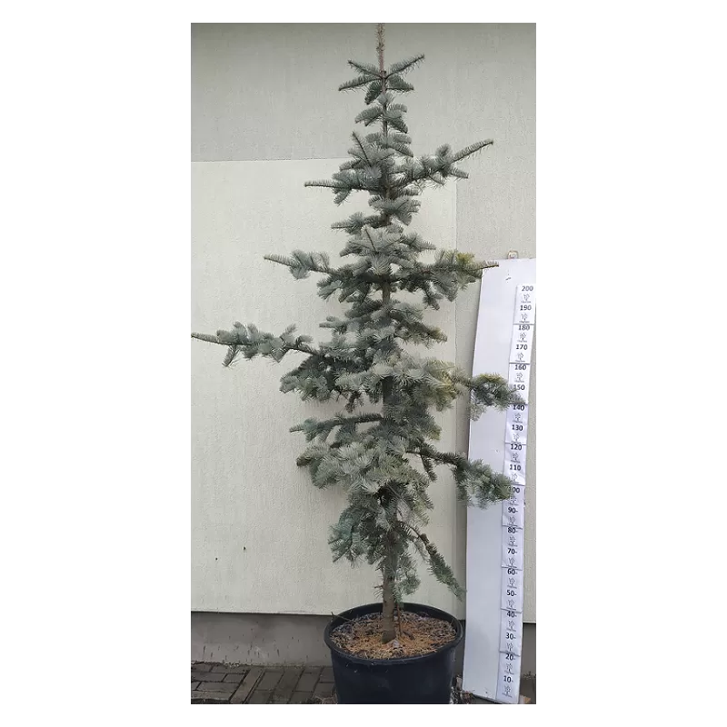 Dygioji eglė - Picea pungens WOOLLARDI