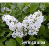 Alyvos (baltažiedė f.) - Syringa vulgaris ALBA
