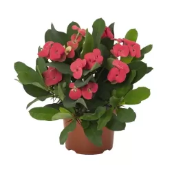 Euphorbia millii VULCANUS