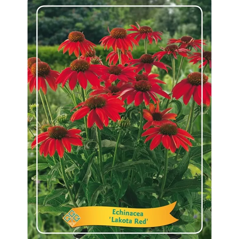 Echinacea Lakota Red