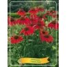 Echinacea Lakota Red