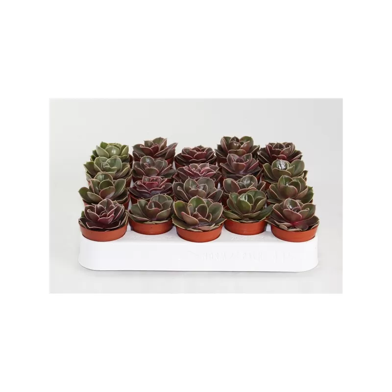 Eševerija - Echeveria MAGIC RED