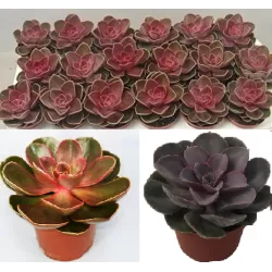 Eševerija - Echeveria MAGIC RED