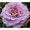 Rožė - Rosa BLUE GIRL ®