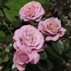 Rožė - Rosa BLUE GIRL ®