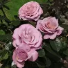 Rožė - Rosa BLUE GIRL ®