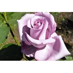 Rožė - Rosa BLUE GIRL ®