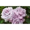 Rožė - Rosa BLUE GIRL ®