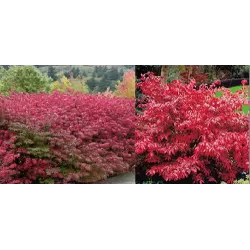 Sparnuotasis ožekšnis - Euonymus alatus FIREBALL