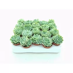 copy of Eševerija - Echeveria elegans 5Ø hkw escaro tik didmena atsiėmimas Vilniuje